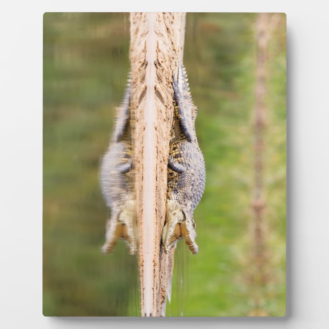 Crocodile Plaque (Front)