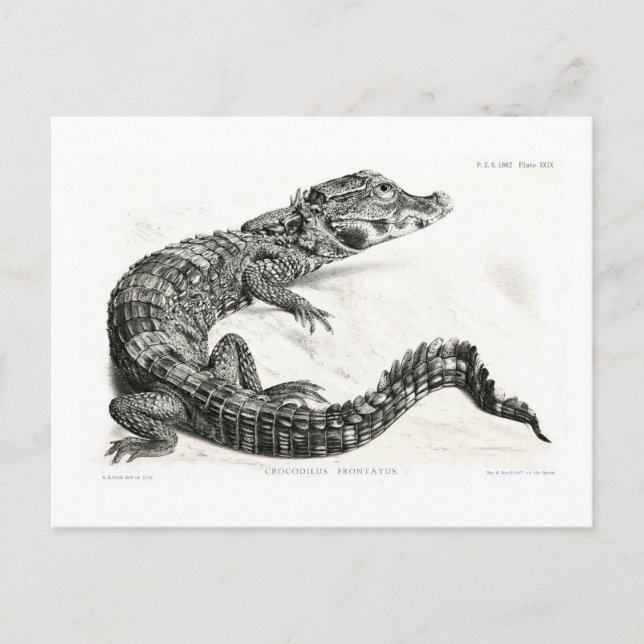 Crocodile Postcard (Front)