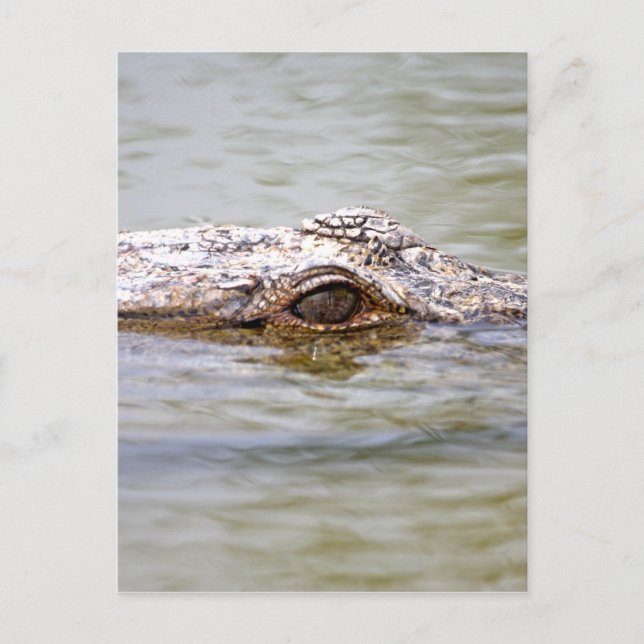 Crocodile Postcard (Front)