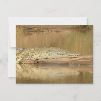 Crocodile  postcard