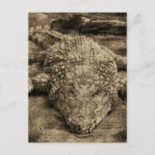 Crocodile Postcard