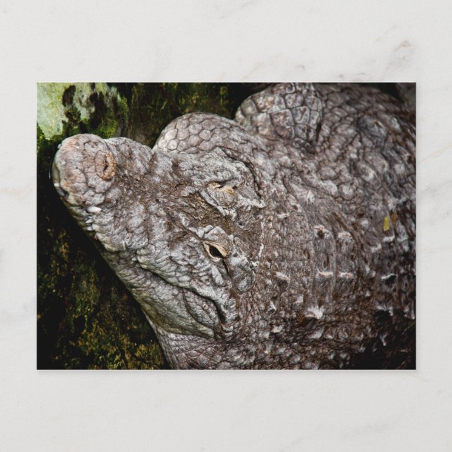 Crocodile Postcard (Front)