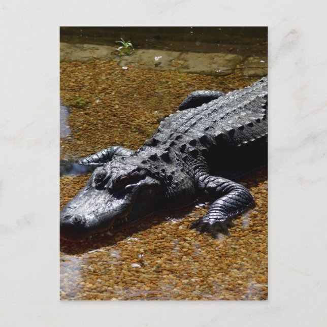 Crocodile Postcard (Front)