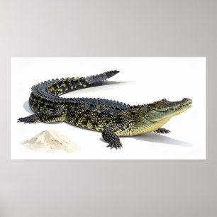 Crocodile Poster