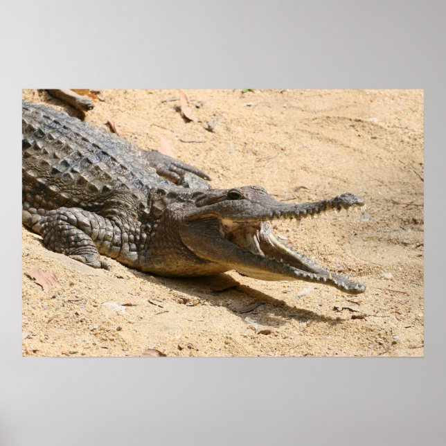 Crocodile Poster (Front)