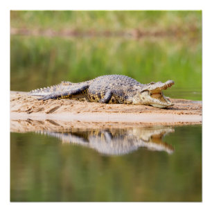 Crocodile Poster
