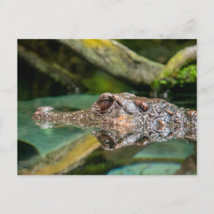 Crocodile reflection postcard