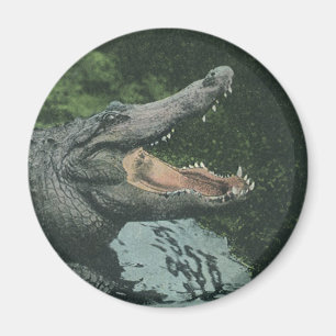 Crocodile Reptiles, Vintage Marine Animal Life Magnet