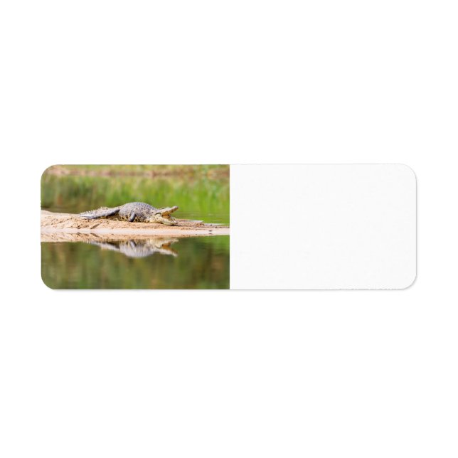 Crocodile Return Address Label (Front)