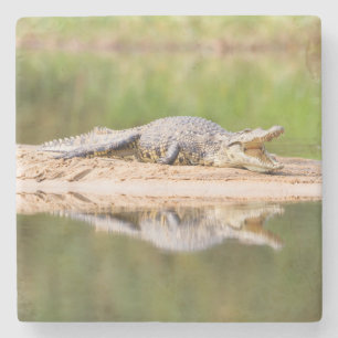 Crocodile Stone Coaster