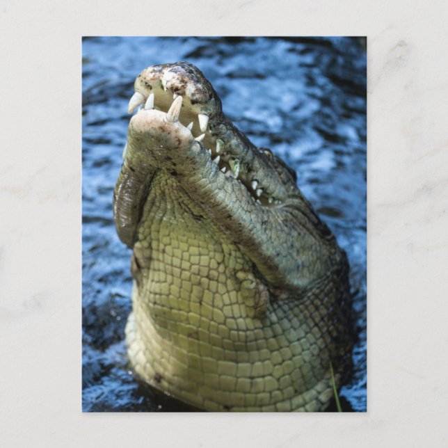 Crocodile Teeth Water Postcard (Front)