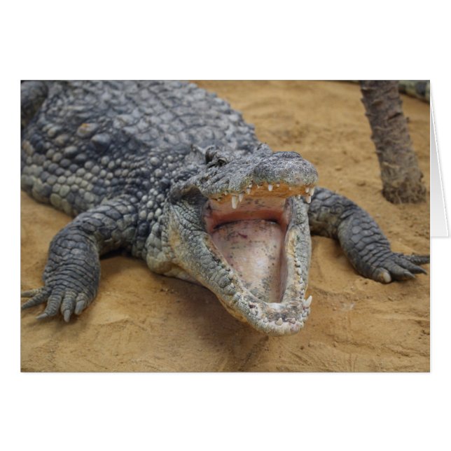 Crocodile with Jaws Wide Open Close-up (Front Horizontal)