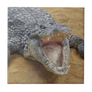 Crocodile with Jaws Wide Open Close-up Ceramic Tile