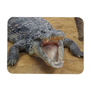 Crocodile with Jaws Wide Open Close-up Magnet