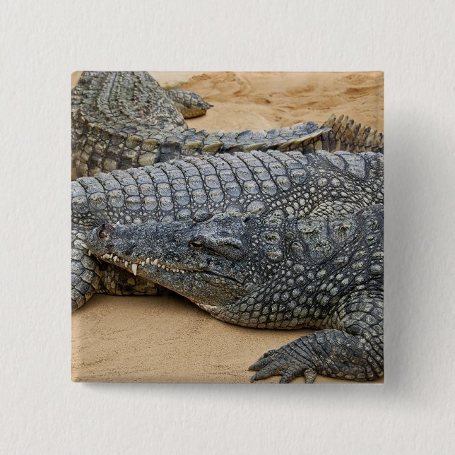 Crocodiles 15 Cm Square Badge (Front)