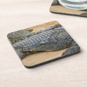 Crocodiles Coaster