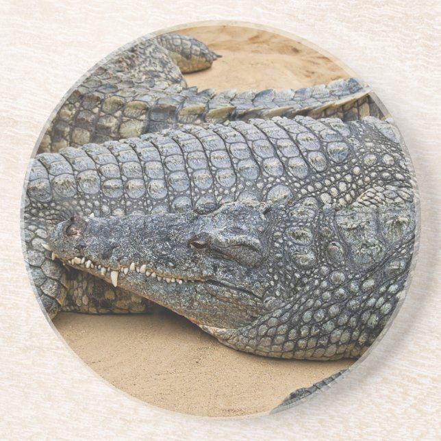 Crocodiles Coaster (Front)