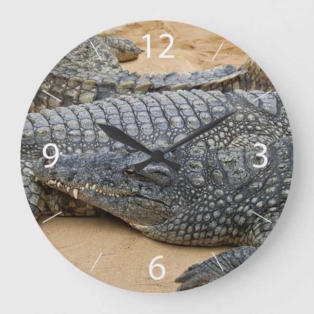 Crocodiles Large Clock (Front)