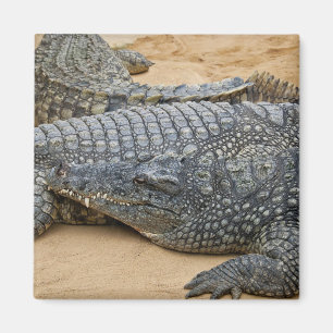 Crocodiles Magnet