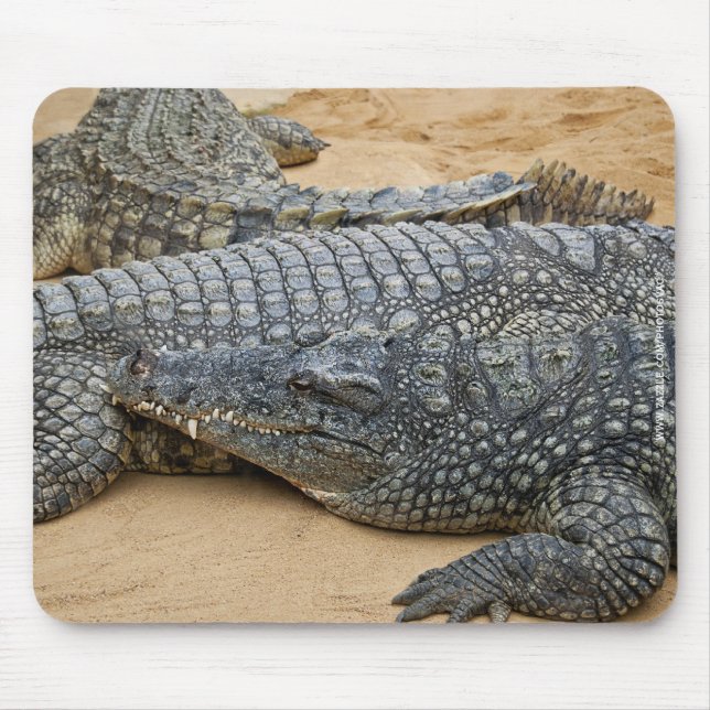 Crocodiles Mouse Pad (Front)