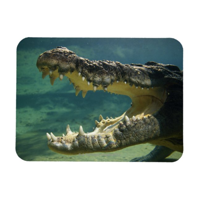 Crocodiles open mouth magnet (Horizontal)