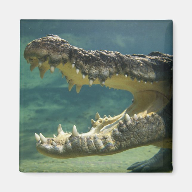 Crocodiles open mouth magnet (Front)