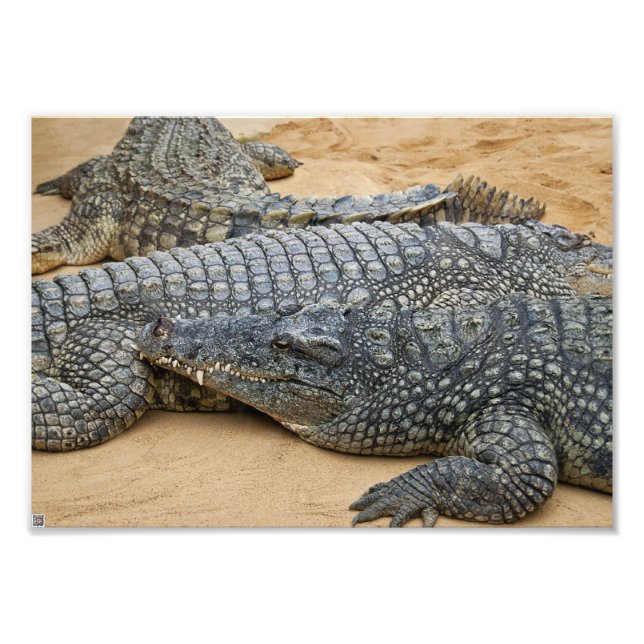 Crocodiles Photo Print (Front)