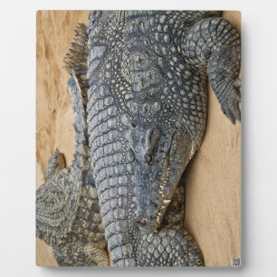 Crocodiles Plaque