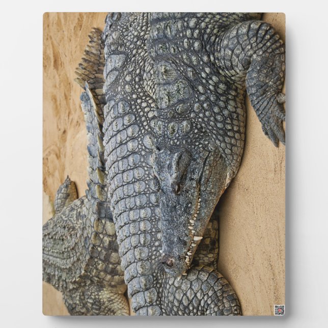 Crocodiles Plaque (Front)