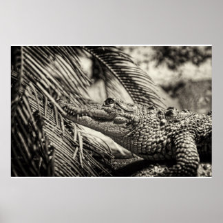 Crocodylus Moreletii Poster
