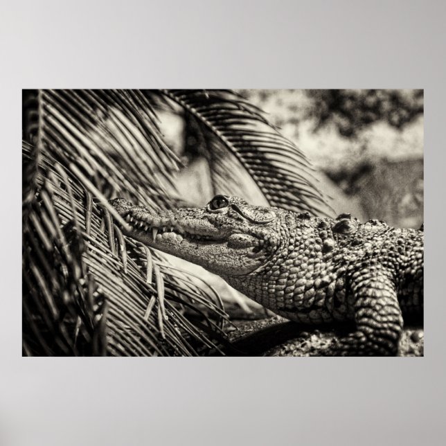 Crocodylus Moreletii Poster (Front)