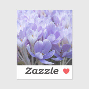 Crocus