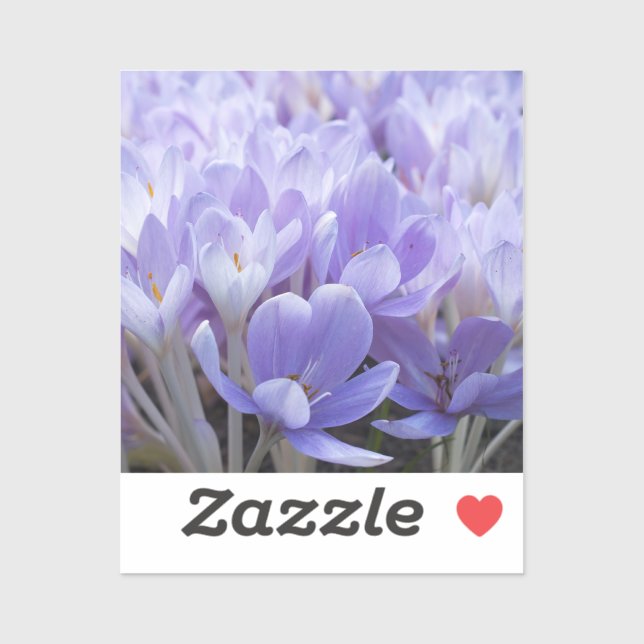 Crocus (Sheet)