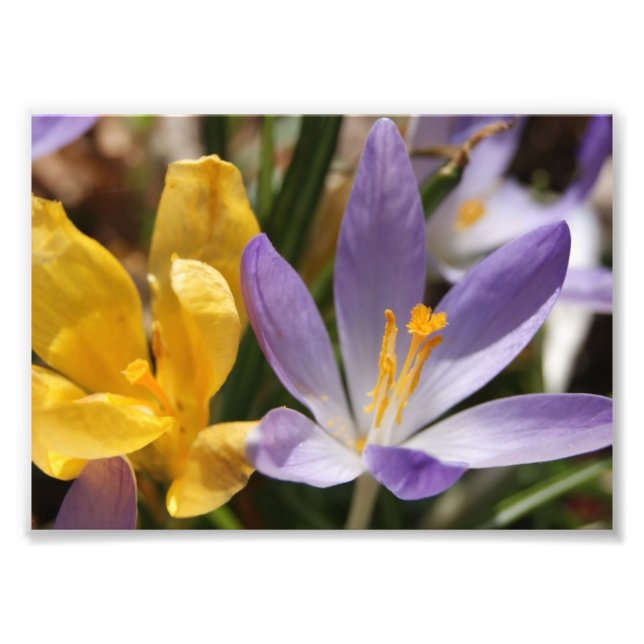 Crocus 5x7 Photographic Print (Front)