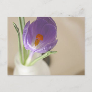 Crocus Arrangement Postcard