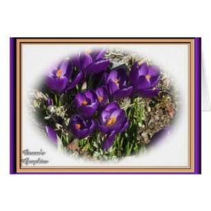 Crocus Beauty