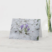 Crocus-Blank Card