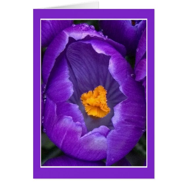 Crocus Blossom (Front)