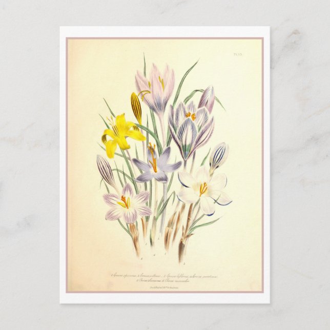 Crocus Botanical Illustration Vintage Postcard (Front)