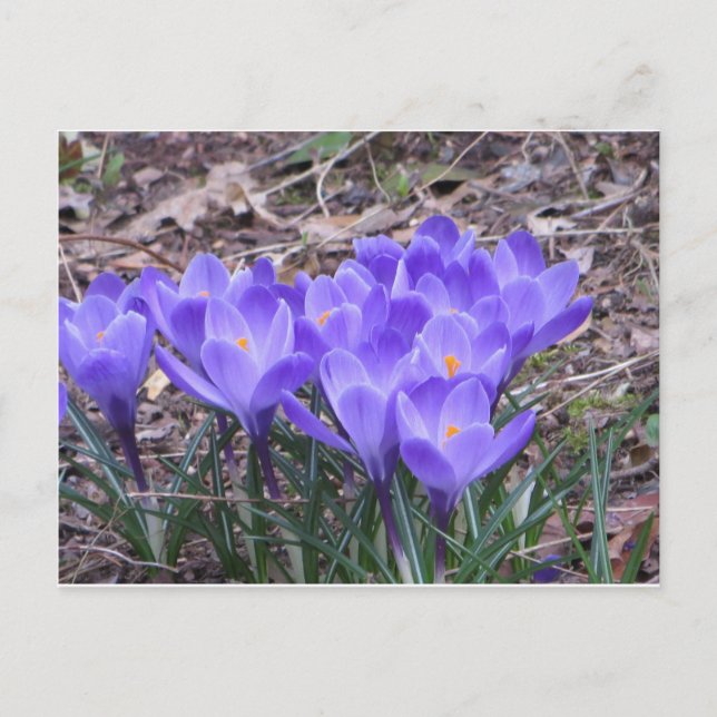 Crocus Bunch Postcard (Front)