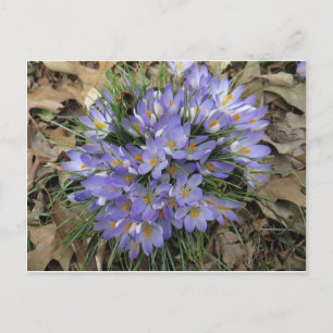 Crocus Bundle Postcard