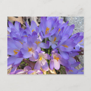 Crocus Burst Postcard