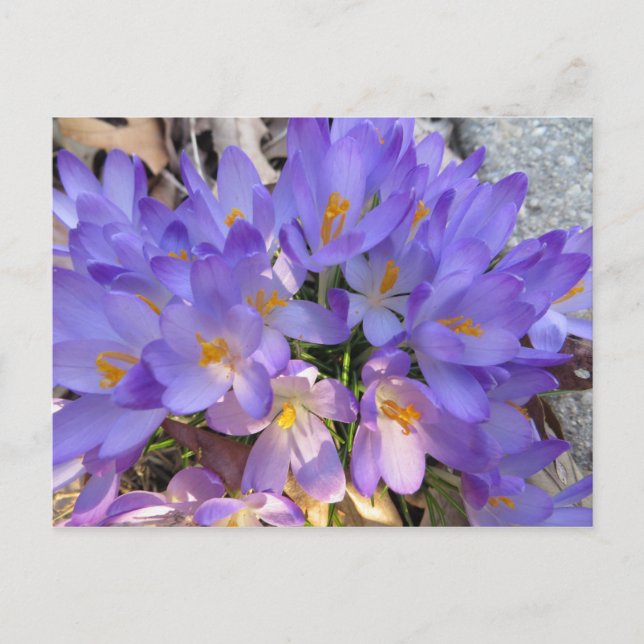 Crocus Burst Postcard (Front)