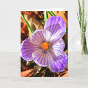 Crocus Card