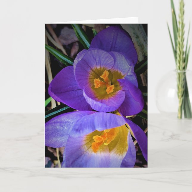 Crocus, card (Front)