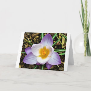 Crocus, card