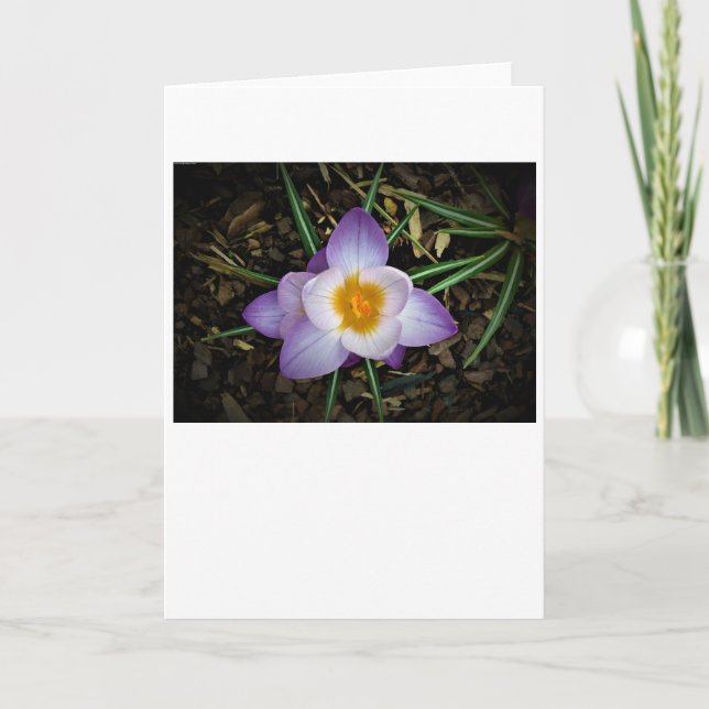 Crocus, card (Front)