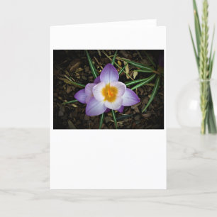 Crocus, card