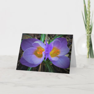 Crocus, card