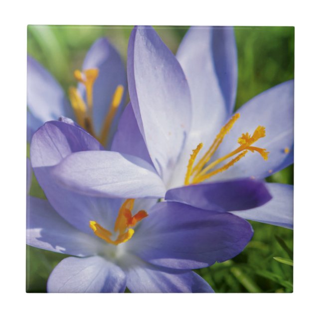 Crocus Ceramic Tile (Front)